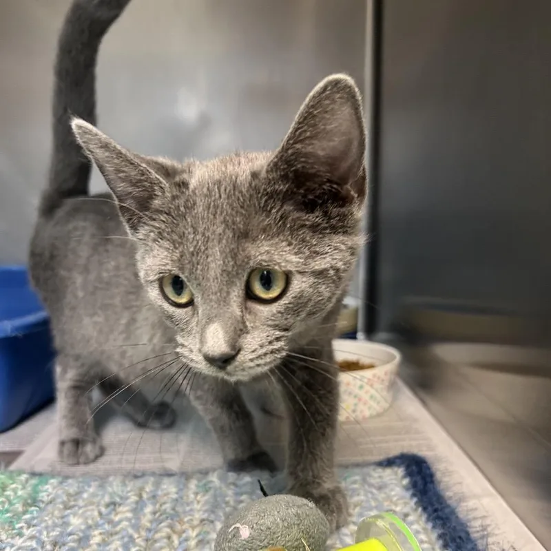 A baby small-sized female Gray / Blue / Silver Domestic Short Hair cat named Lizzie for adoption in Newport, NC