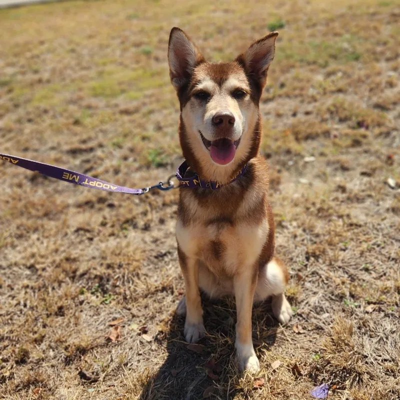 Lyra Jum thumbnail 2