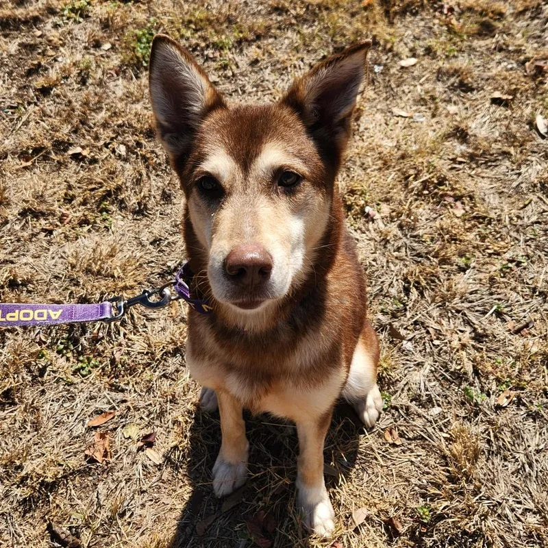 Lyra Jum thumbnail 3