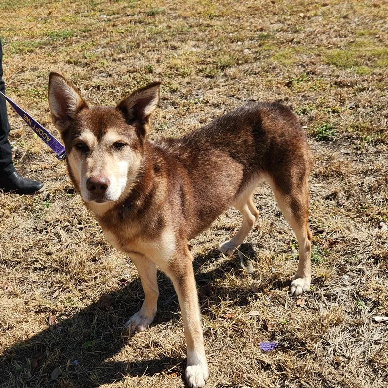 Lyra Jum thumbnail 5