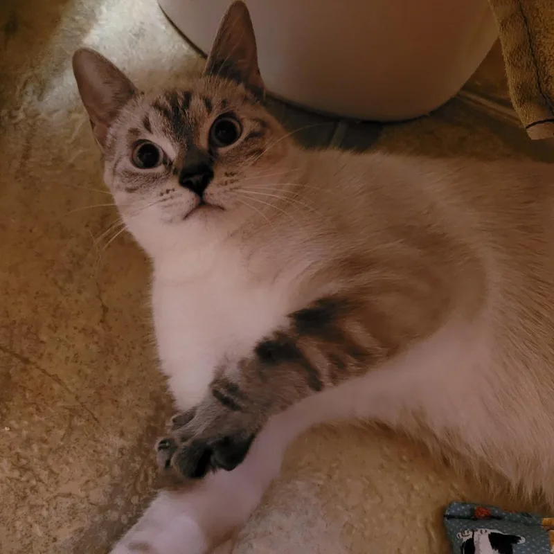 A young medium-sized female Siamese cat named Emma for adoption in Spokane, WA