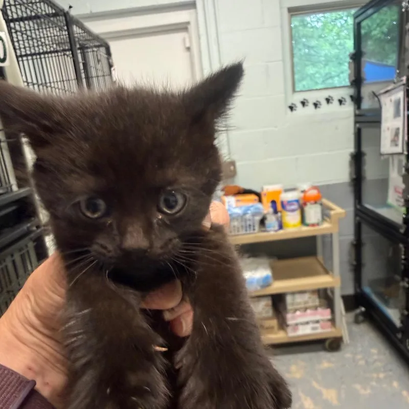 A baby small-sized male Black Domestic Medium Hair cat named Bean for adoption in Columbus, NC