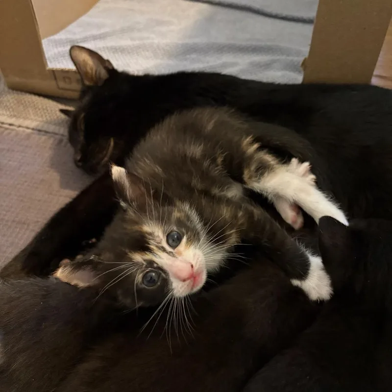 A baby small-sized female Black Domestic Short Hair cat named Daphne for adoption in Westport, CT
