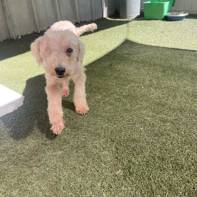 An adult small-sized female Poodle (Toy) dog named Bronze for adoption in Baton Rouge, LA