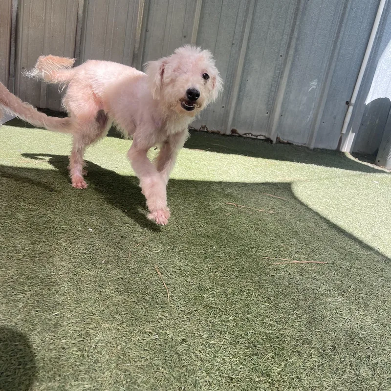 Bronze thumbnail 4