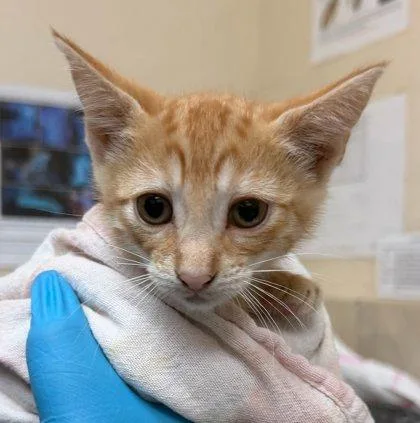 A baby small-sized male Domestic Short Hair cat named Hobbes for adoption in Honolulu, HI