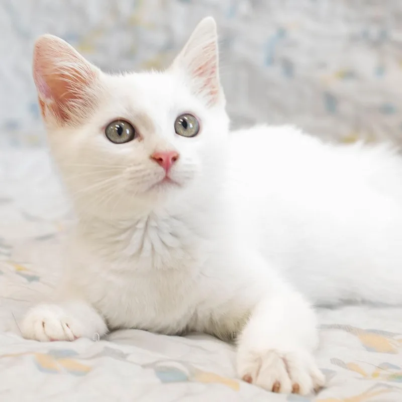 A baby small-sized female White Domestic Short Hair cat named Asterin for adoption in Cartersville, GA