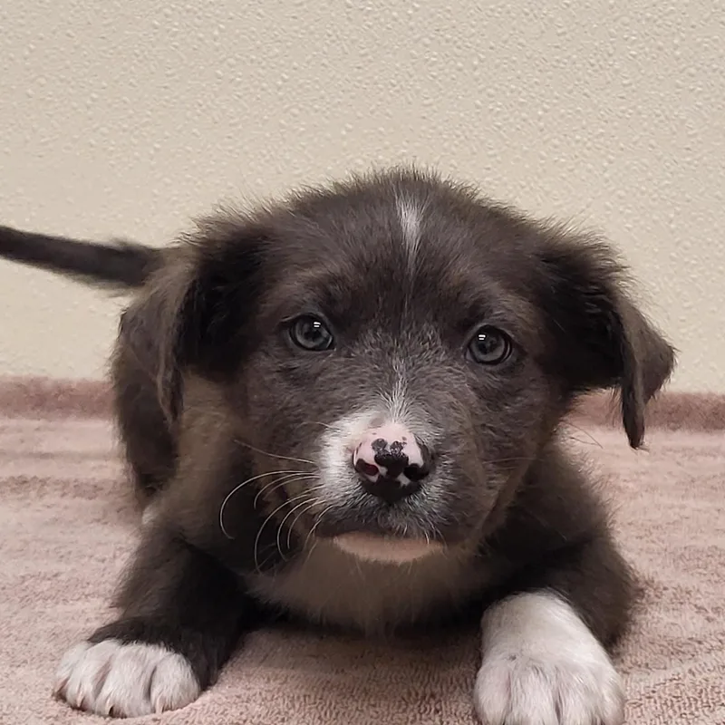 A baby medium-sized male Gray / Blue / Silver Mixed Breed dog named Al for adoption in Marion, MS