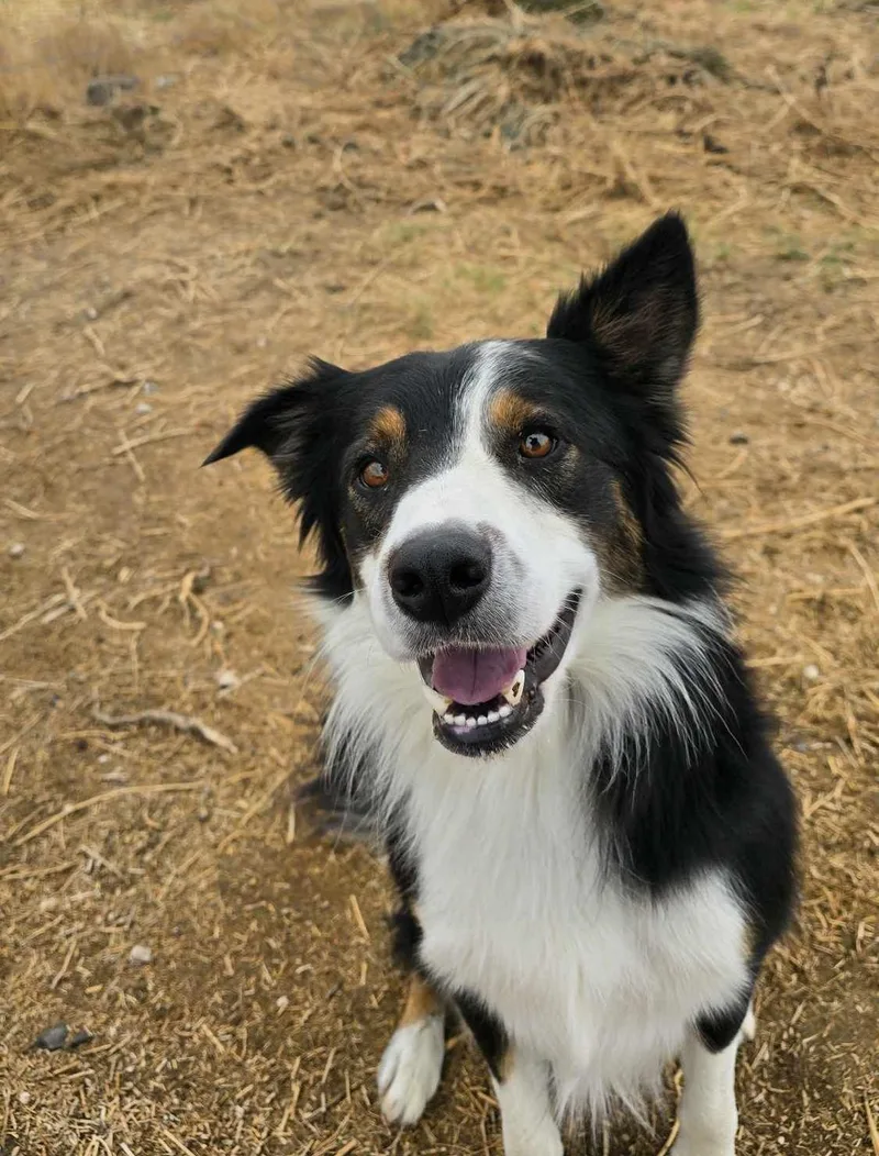 Vault: Graduate Of The