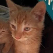 A baby small-sized female Orange / Red Domestic Short Hair cat named Dr. Whittaker for adoption in New York, NY