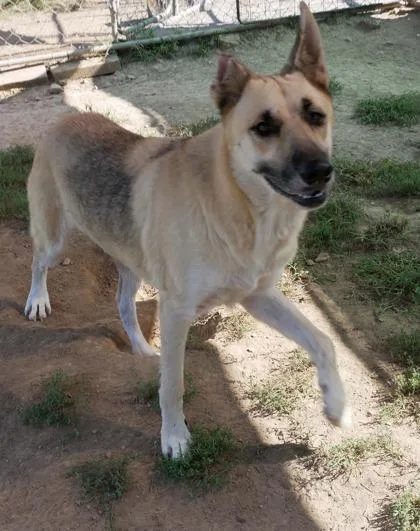An adult large-sized male German Shepherd Dog dog named Bruno for adoption in Yellville, AR