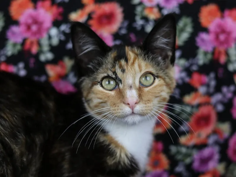 A baby small-sized female Calico cat named Ukulele for adoption in Lewisburg, TN