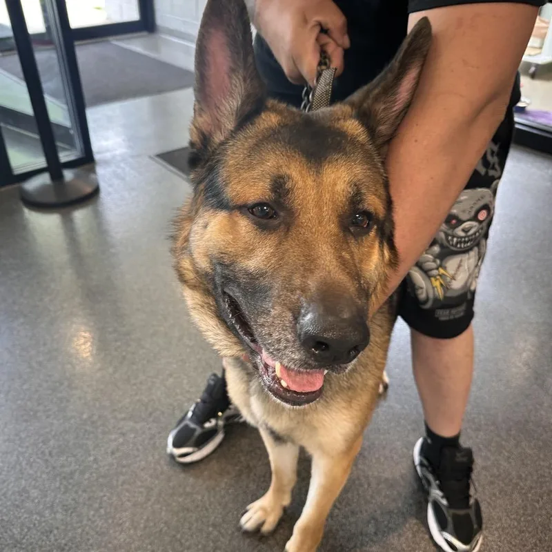 An adult large-sized male Black Shepherd dog named Major for adoption in Allentown, PA