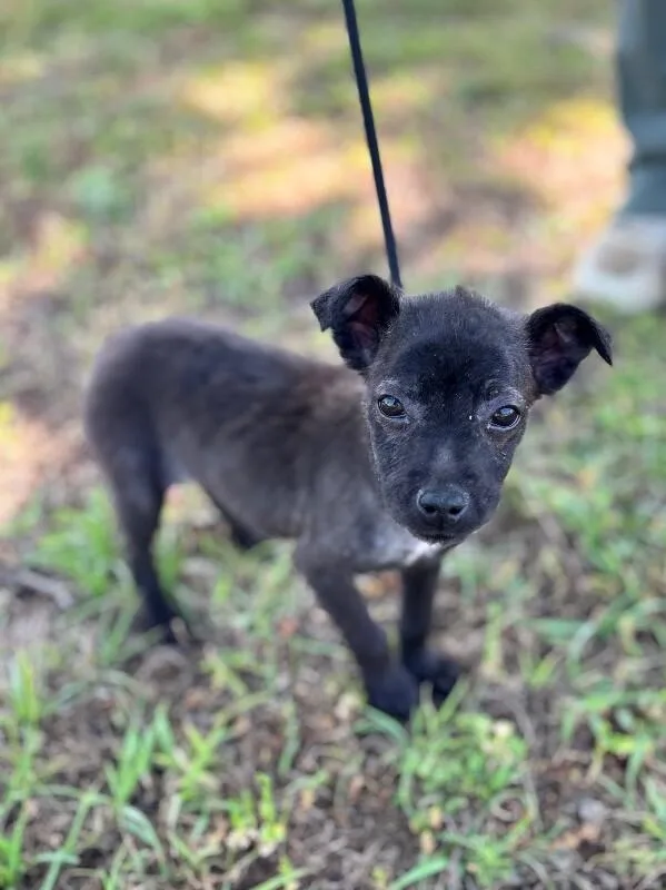 A baby small-sized female Black Chihuahua dog named Bonnie for adoption in Aiken, SC