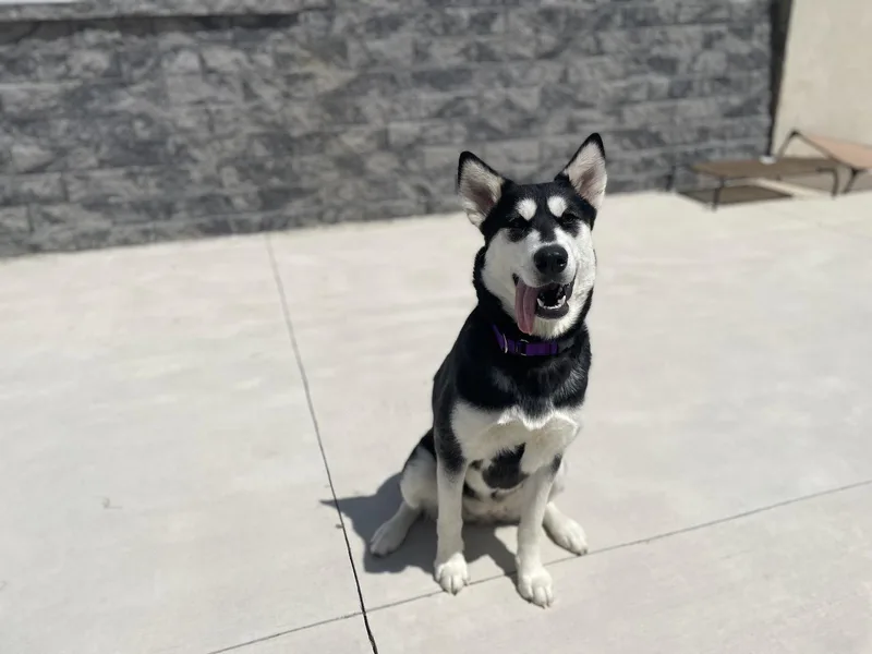 An adult medium-sized female Alaskan Malamute dog named Kita for adoption in Lancaster, PA