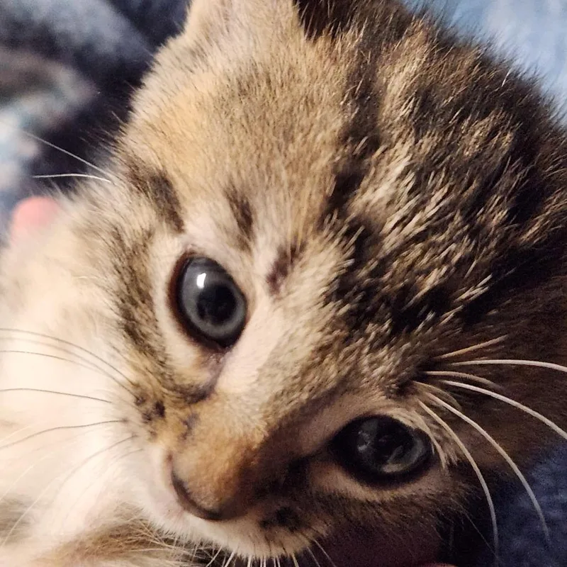 A baby small-sized female Brown / Chocolate Domestic Short Hair cat named Skittles K for adoption in Corsicana, TX