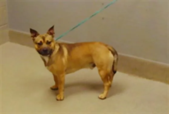 A young medium-sized male Pit Bull Terrier dog named Chaco for adoption in Las Vegas, NV