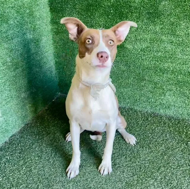 A young medium-sized female Staffordshire Bull Terrier dog named Batgirl for adoption in Lancaster, CA
