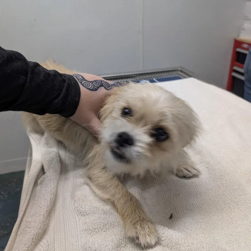 A young small-sized female Brussels Griffon dog named Billie for adoption in Chico, CA