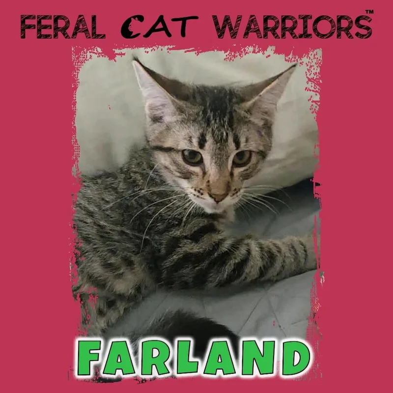A baby small-sized male Black Domestic Short Hair cat named Farland for adoption in Kingman, AZ