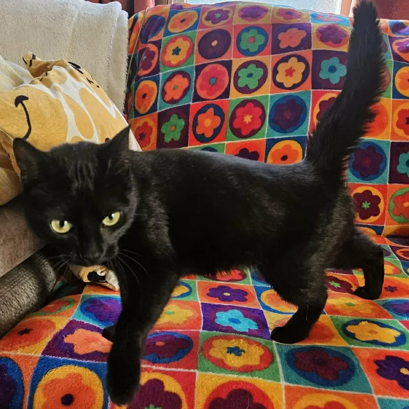 A young medium-sized female Black Domestic Short Hair cat named Blossom for adoption in Scranton, PA