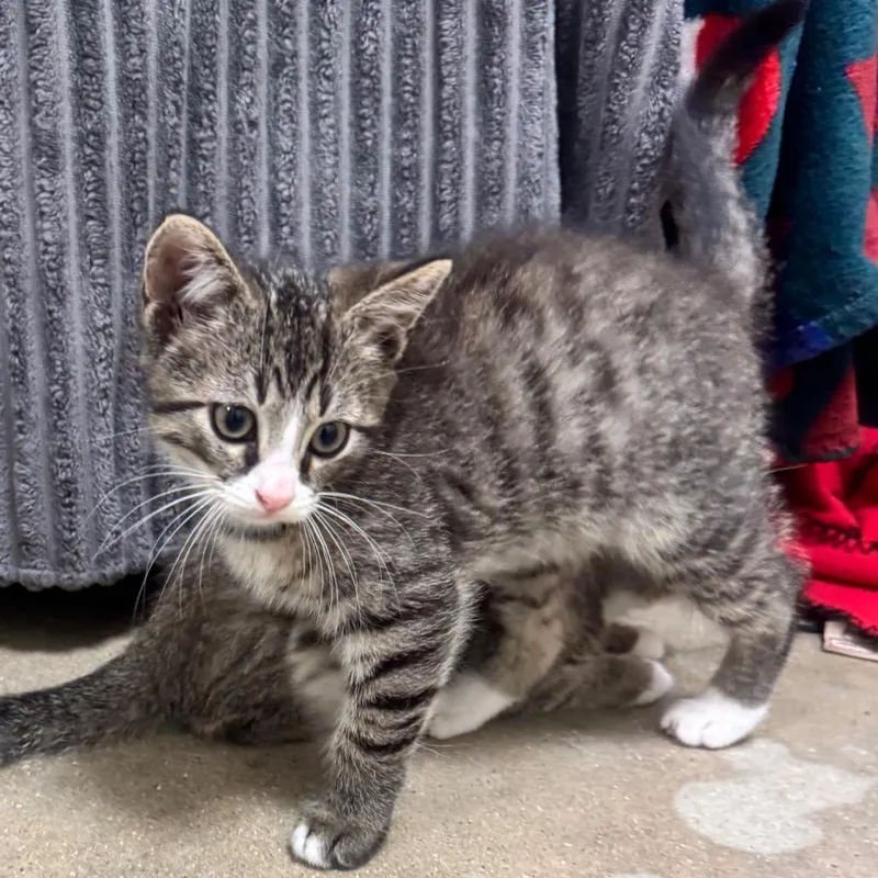 A baby small-sized male Brown / Chocolate Domestic Short Hair cat named Jingleheimer for adoption in York, PA