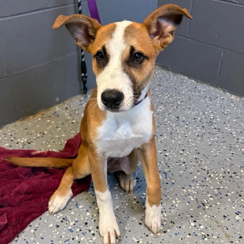 A baby medium-sized female Yellow / Tan / Blond / Fawn Shepherd dog named TUSCStray for adoption in Tuscaloosa, AL
