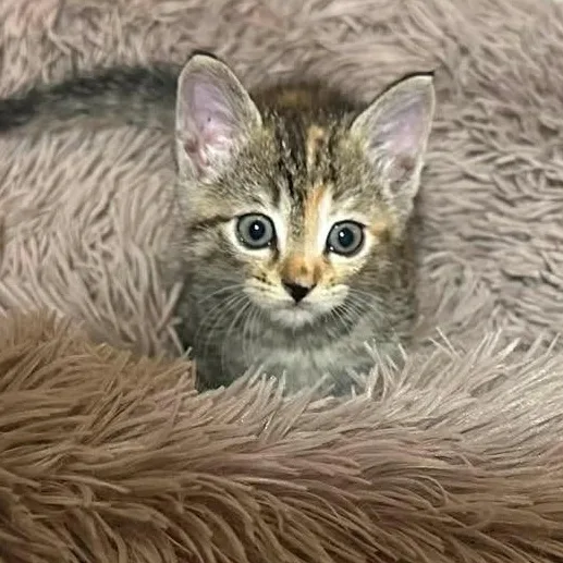 A baby medium-sized female Tabby (Brown / Chocolate) Domestic Short Hair cat named Sushi for adoption in Springfield, MO