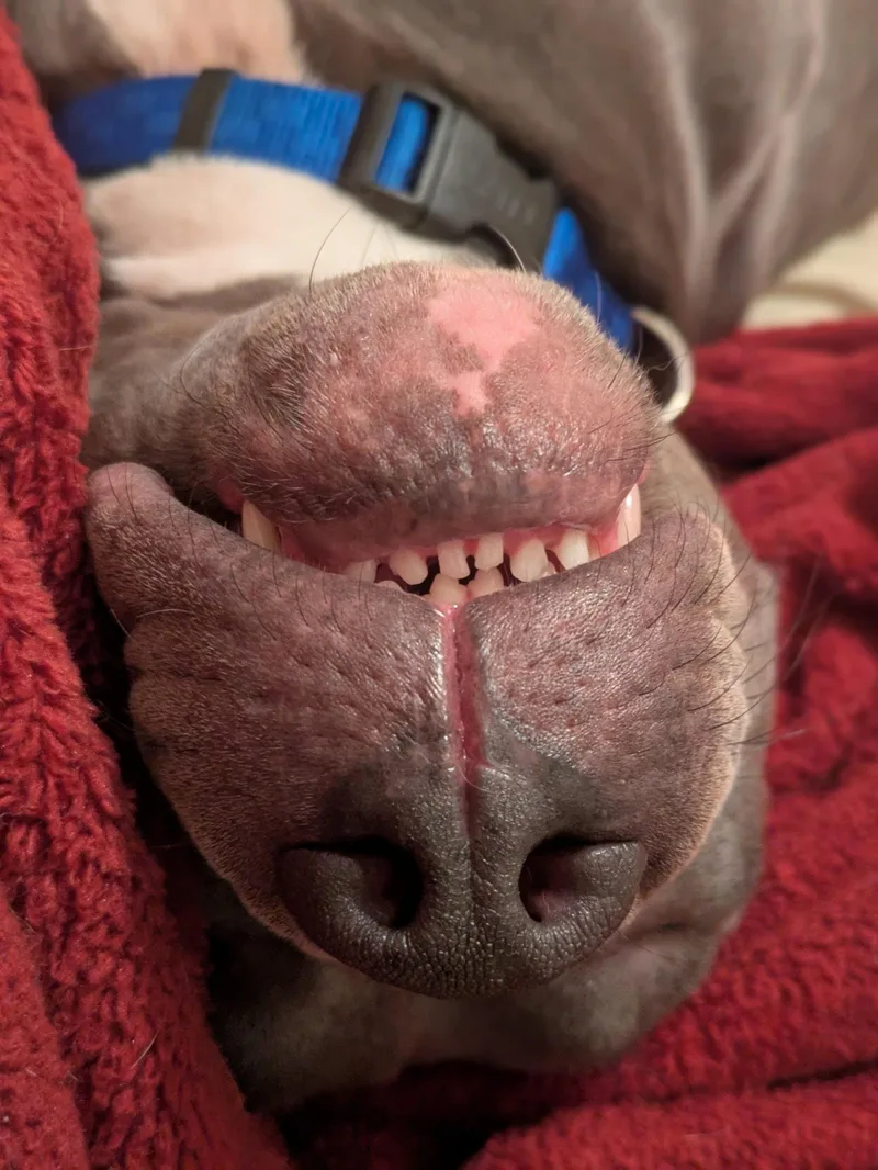 Roscoe thumbnail 2