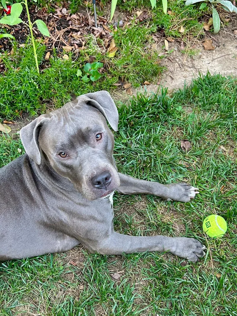 Roscoe thumbnail 3