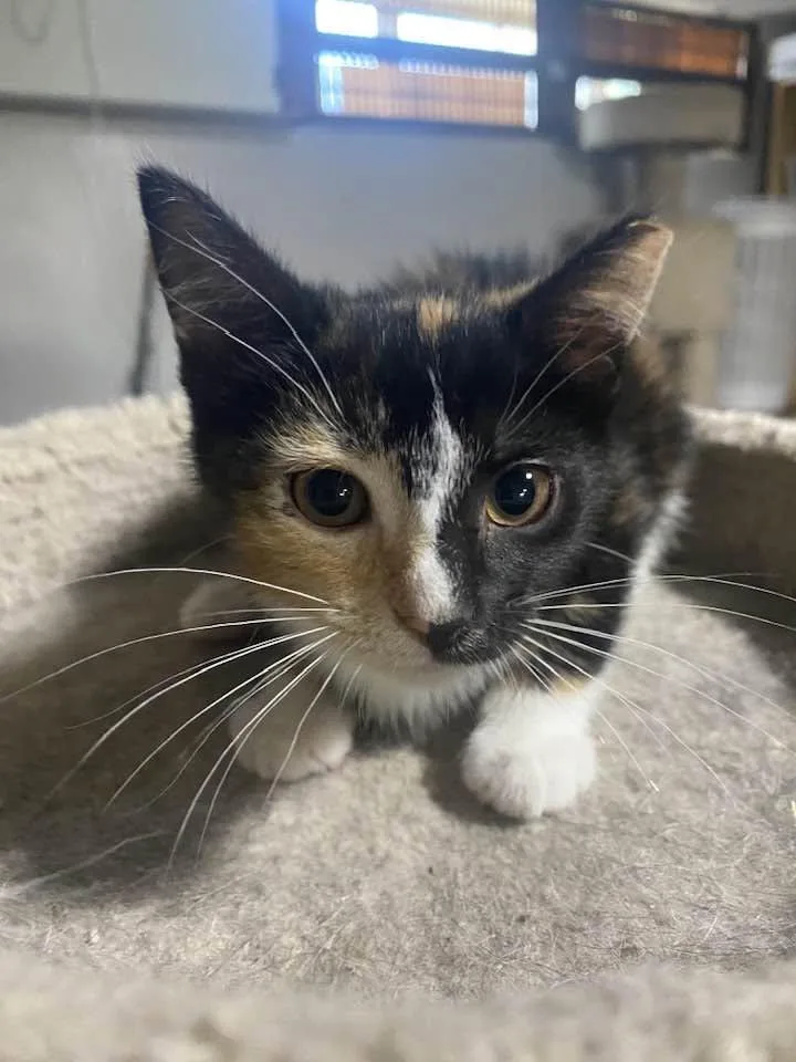 A baby medium-sized female Calico cat named Dj for adoption in Cleveland, OH