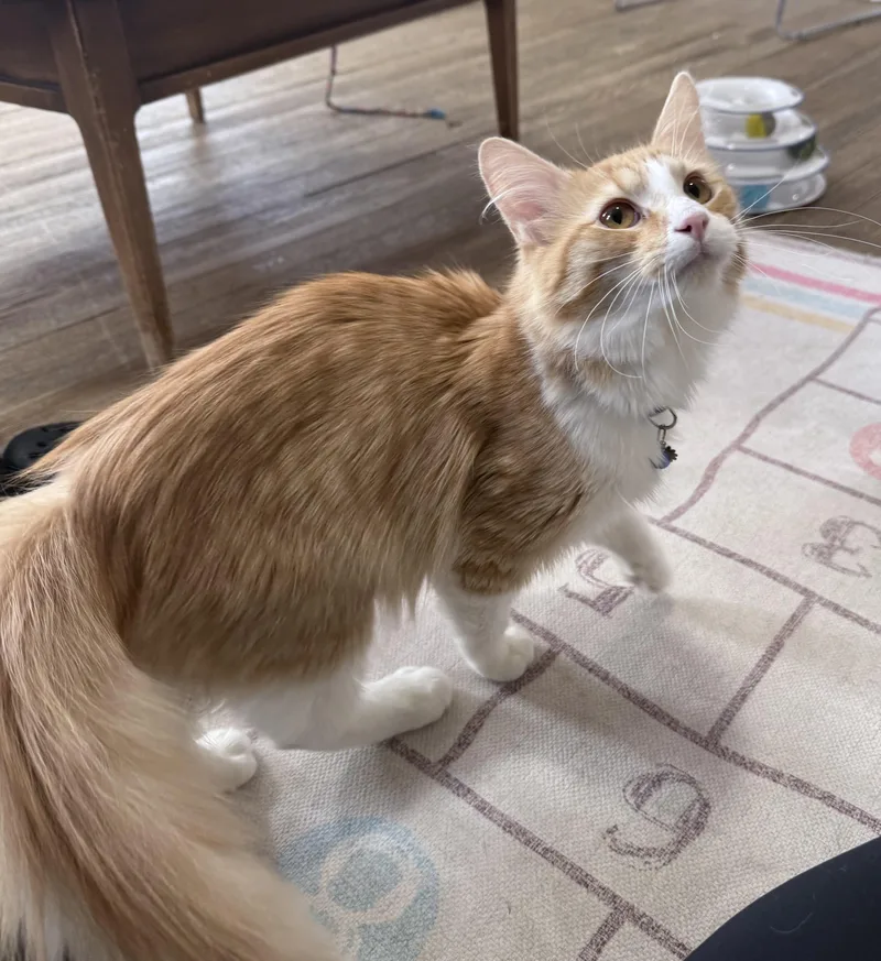 A young medium-sized male Orange & White Domestic Long Hair cat named Oof for adoption in Berkeley Springs, WV