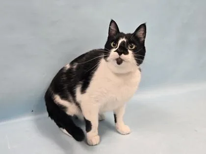 An adult small-sized male Domestic Short Hair cat named Scout for adoption in Coon Rapids, MN