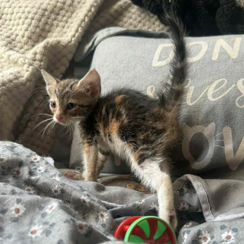 Gladys thumbnail 2