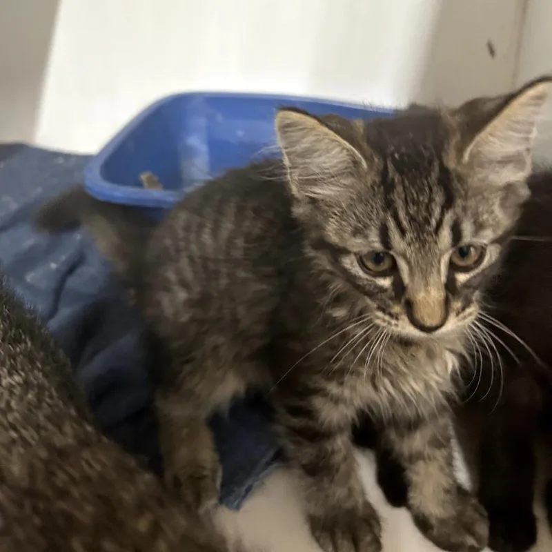 A baby small-sized male Brown / Chocolate Domestic Short Hair cat named Johnny for adoption in Starkville, MS