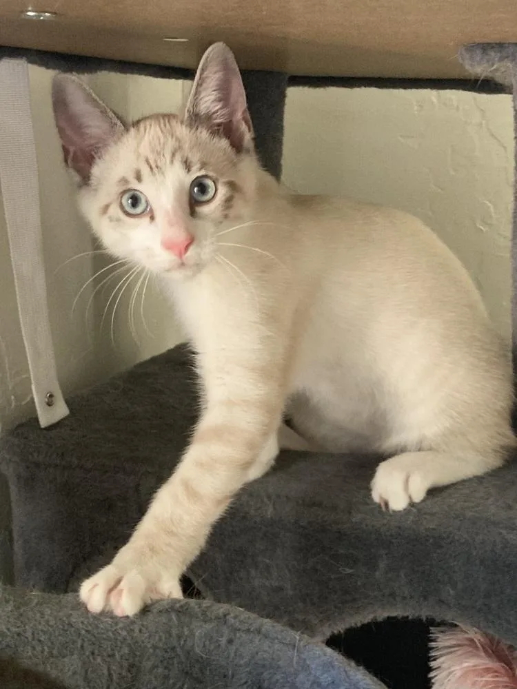 A baby small-sized male Buff / Tan / Fawn Siamese cat named Forrest for adoption in Dallas, TX