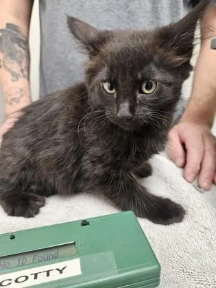 A baby small-sized male Domestic Short Hair cat named Charon for adoption in Sacramento, CA