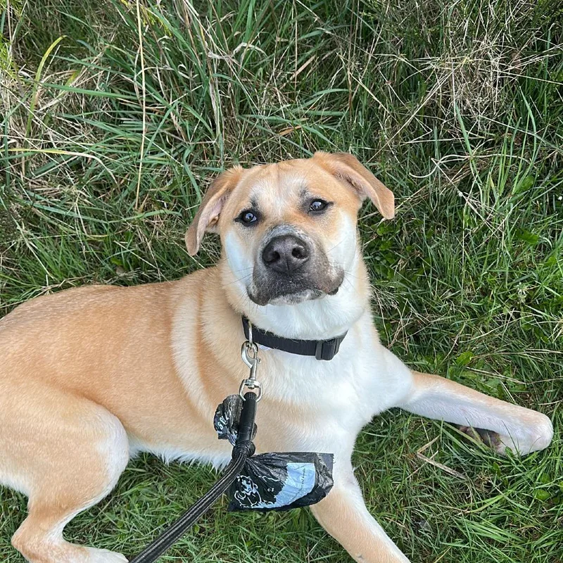 A young large-sized male Yellow / Tan / Blond / Fawn German Shepherd Dog dog named Blaze for adoption in Port Angeles, WA