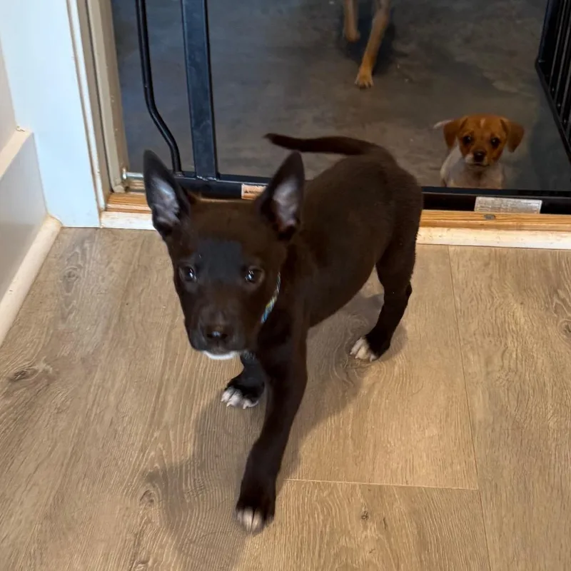 A baby small-sized male Black Mixed Breed dog named Frank for adoption in Southside, TN