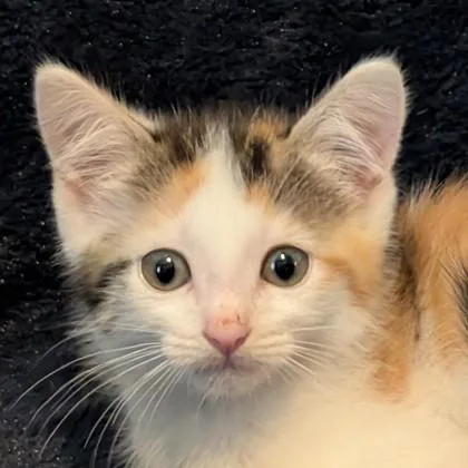 A baby medium-sized female Siamese cat named Dottie Taylor for adoption in Savannah, GA