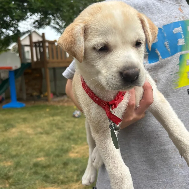 A baby small-sized female Yellow / Tan / Blond / Fawn Mixed Breed dog named Rudbeckia for adoption in Buffalo, MN