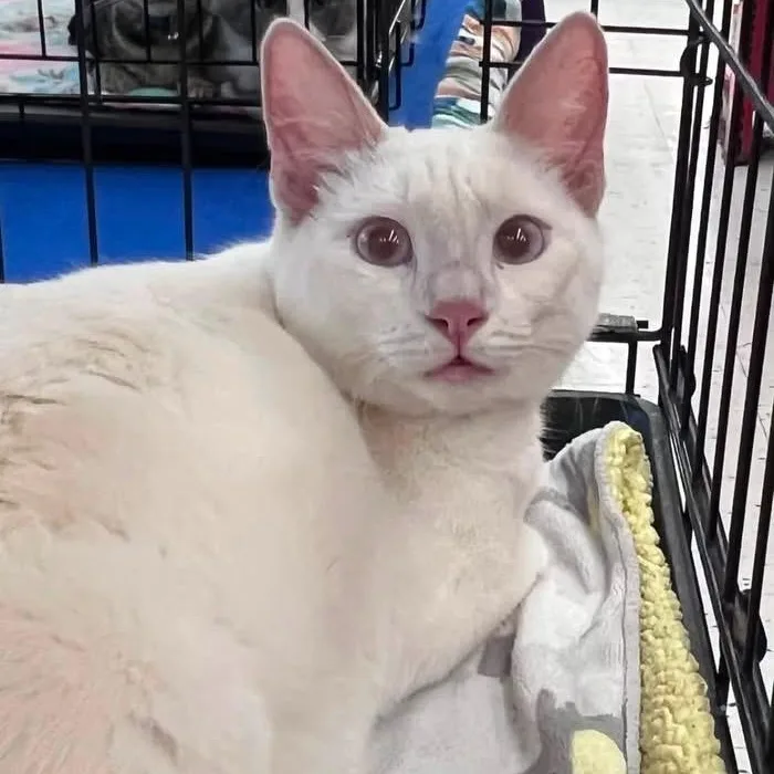 An adult large-sized female Buff & White Domestic Short Hair cat named Theia N. for adoption in Sacramento, CA