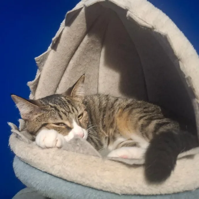 A baby medium-sized male Domestic Short Hair cat named Franklin for adoption in Coldwater, MI