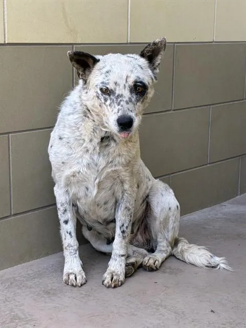 A young medium-sized female Australian Cattle Dog / Blue Heeler dog named Sedona for adoption in Riverside, CA