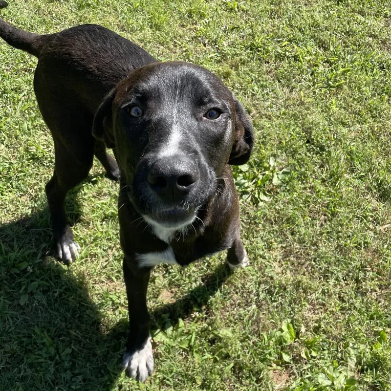 A young medium-sized male Black Mixed Breed dog named Pizza Hut for adoption in Chattanooga, TN