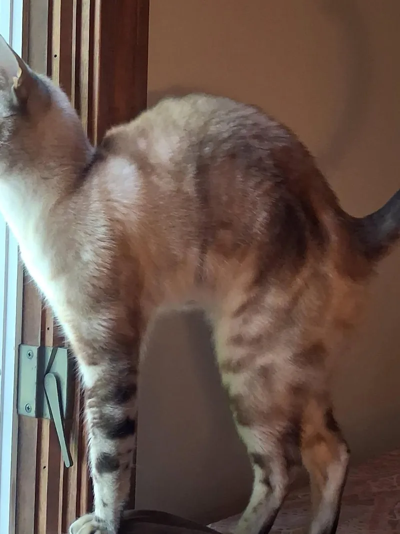 A young medium-sized male Tabby (Brown / Chocolate) Bengal cat named Luca The Bengal for adoption in Salem, NH