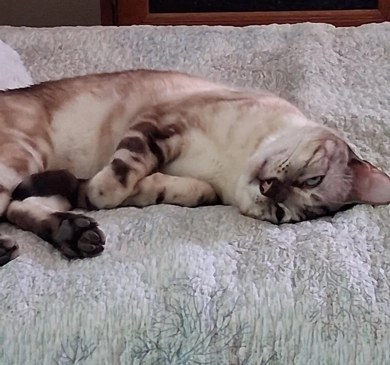 Luca The Bengal thumbnail 2