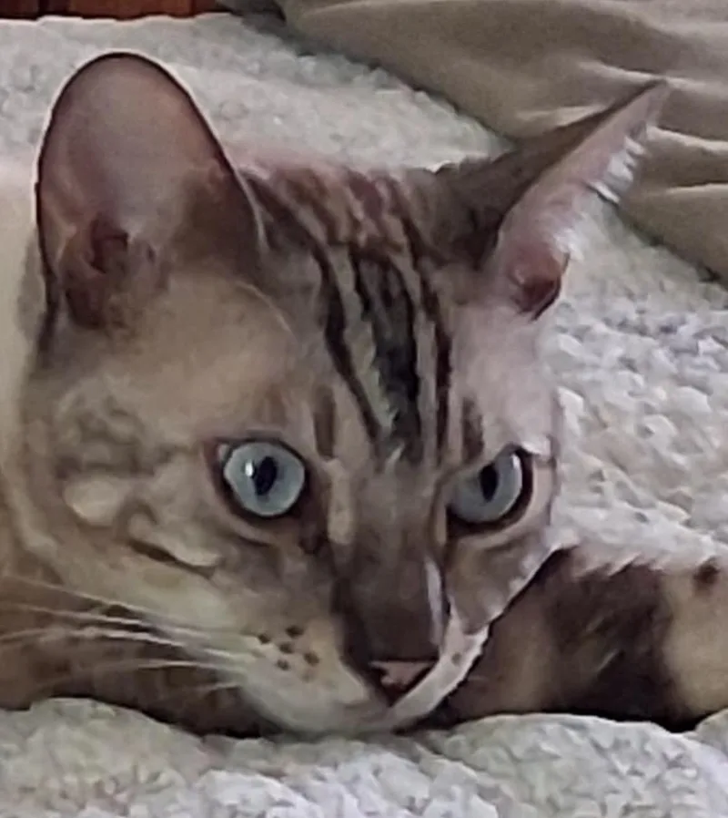 Luca The Bengal thumbnail 3