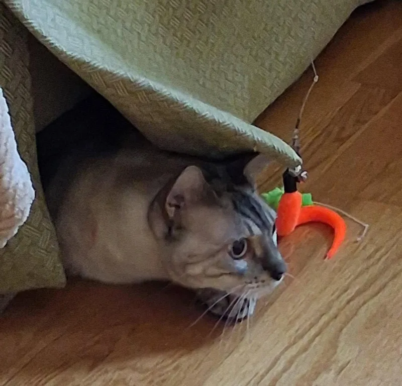 Luca The Bengal thumbnail 4