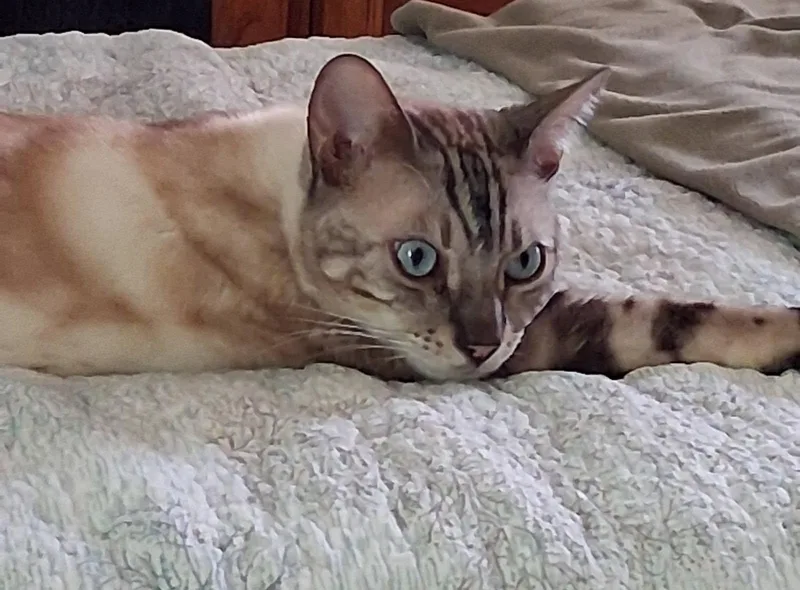 Luca The Bengal thumbnail 5